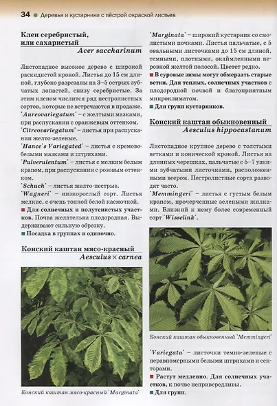 Атлас декоративных деревьев и кустарников - фото 3
