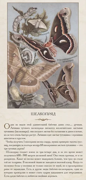 Насекомые. …В розе пышной и пахучей, нежась, спит блестящий жук - фото 5