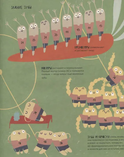 Тайная жизнь зубов - фото 6