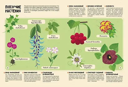 Растения. Энциклопедия для юных читателей в картинках - фото 9