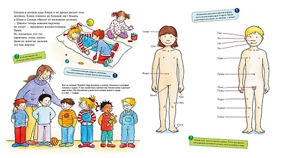 Конни изучает тело. Книжка с окошками - фото 2