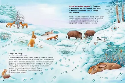 Как живут кролики и зайцы. Познавательные истории - фото 2