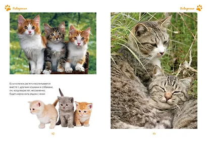 Моя большая книга о кошках и котятах - фото 6