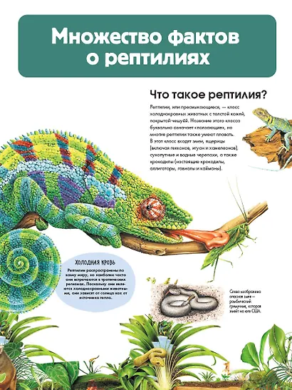 Рептилии - фото 9