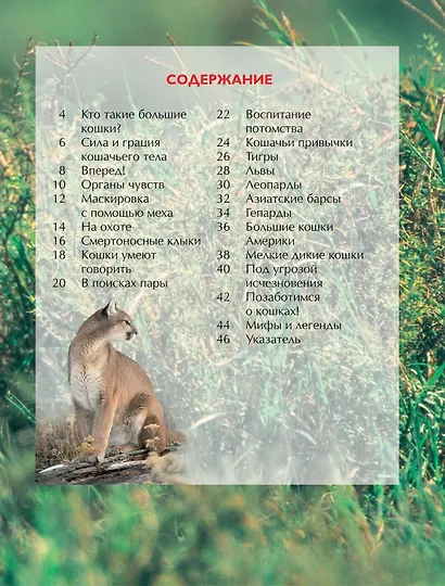 Большие кошки. - фото 2