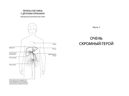 Помогите своей печени. Как сохранить здоровье важнейшего органа надолго - фото 5
