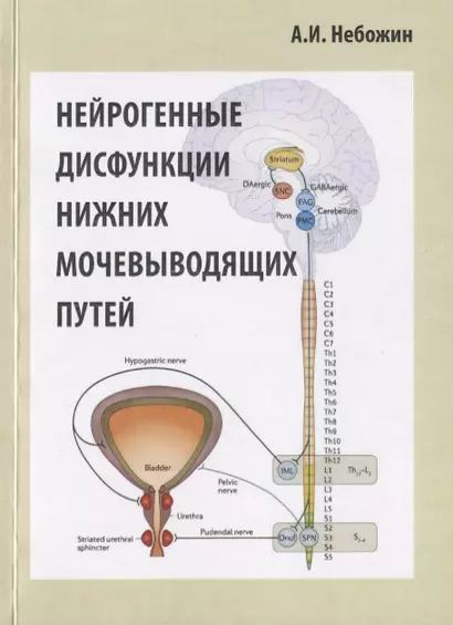 Нейрогенные дисфункции нижних мочевыводящих путей - фото 1