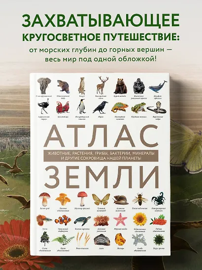 Атлас Земли. Животные, растения, грибы, бактерии, минералы и другие сокровища нашей планеты - фото 4
