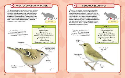 Птицы - фото 5