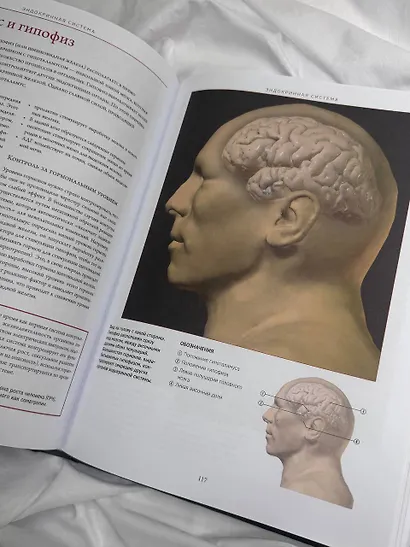 Анатографика - фото 6