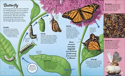 Life Cycles - фото 3