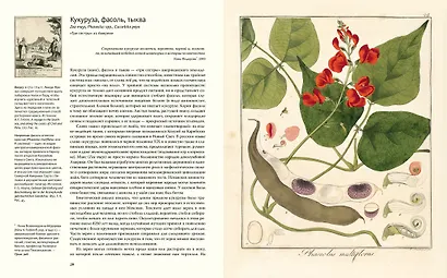 Выдающиеся растения, которые изменили нашу жизнь - фото 7