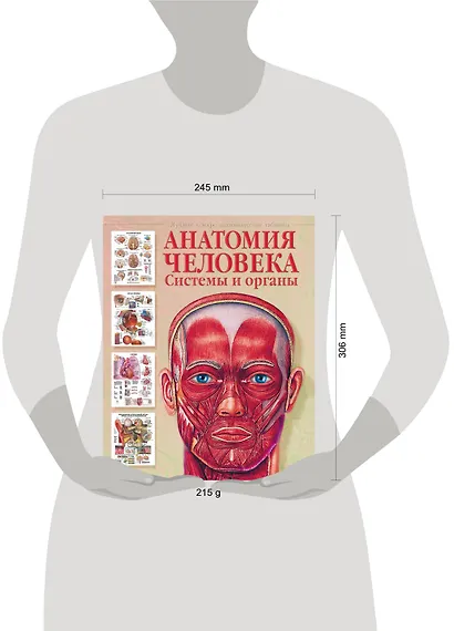 Анатомия человека. Системы и органы - фото 3