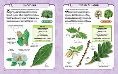 Деревья - фото 5