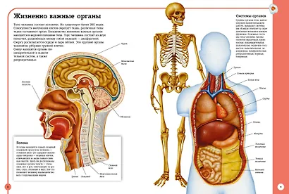 Первый атлас анатомии человека - фото 8