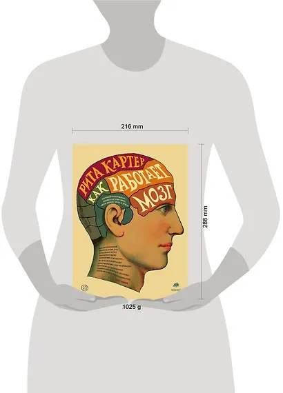 Как работает мозг - фото 3