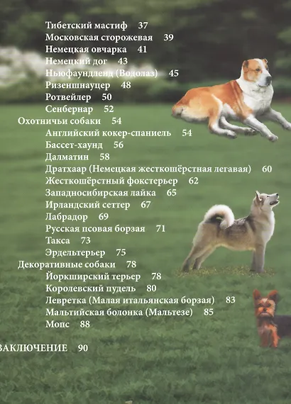 Собаки - фото 3