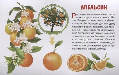 Фрукты. Обучающие карточки - фото 4