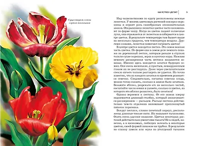 Цветы : Школьный путеводитель - фото 2