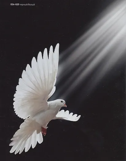 Черный/Белый - фото 4