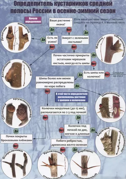 Определитель кустарников средней полосы России в осенне-зимний сезон - фото 1