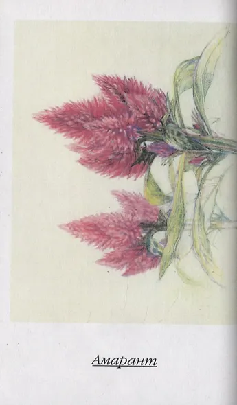 Гербарий моей дочери 2 - фото 4