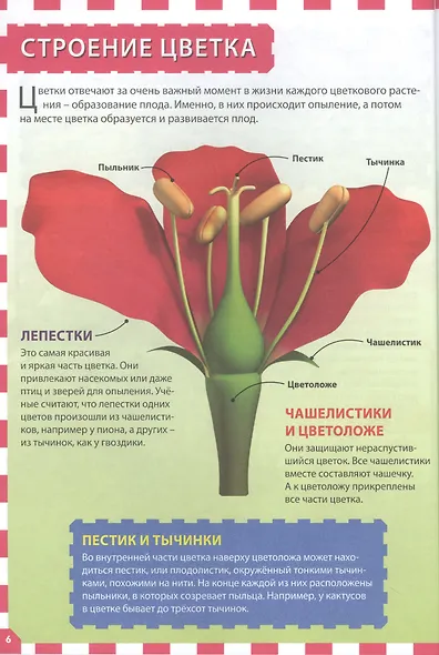 Цветы. Популярная детская энциклопедия - фото 5