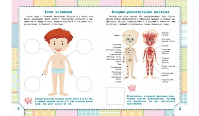 Тело человека. Книжка с многоразовыми наклейкми - фото 3