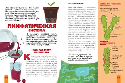 Человек. Исследуем тело и мозг человека - фото 8