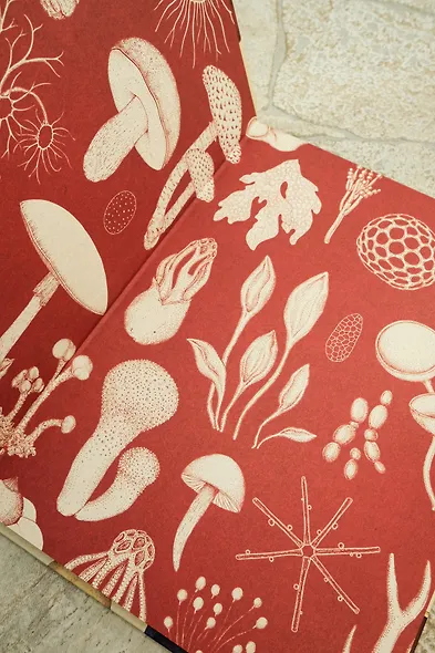 Грибариум - фото 11