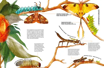 Насекомые в натуральную величину - фото 11