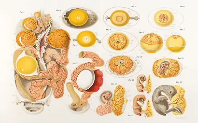 Иллюстрированная история орнитологии - фото 8