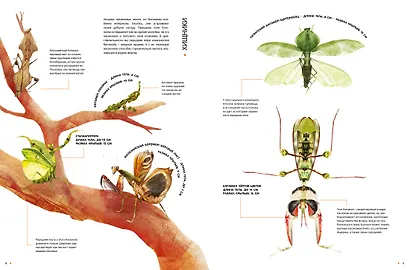 Насекомые в натуральную величину - фото 12