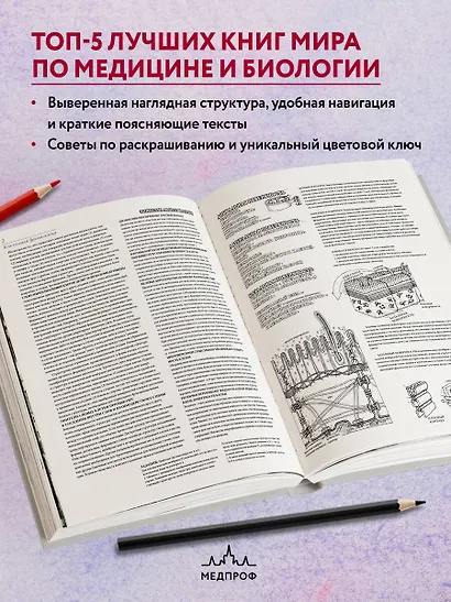 Физиология человека: атлас-раскраска - фото 5