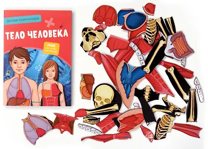 Тело человека. Детская энциклопедия (нов.оф.) (в коробке) - фото 5