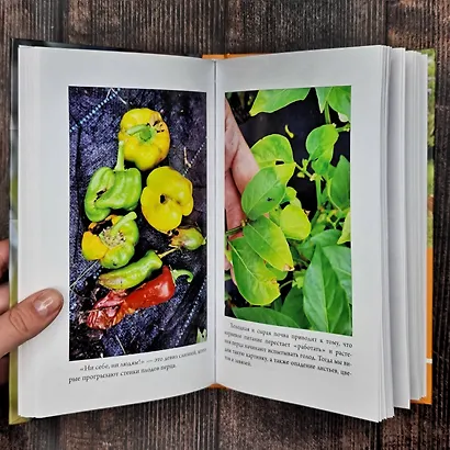 Перец. Выращиваем, ухаживаем и едим - фото 12