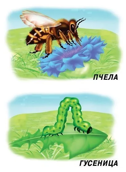 Насекомые. Демонстрационный материал для занятий в группах детских садов и индивидуально - фото 4