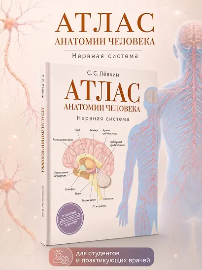 Атлас анатомии человека. Нервная система - фото 4