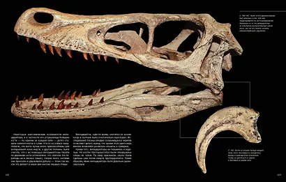Динозавры. Профили затерянного мира. Энциклопедия - фото 9