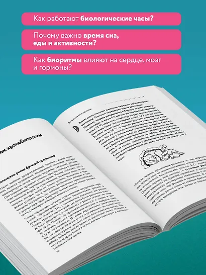 Биоритмы для здоровья. Рекомендации по режиму для хорошего самочувствия - фото 6