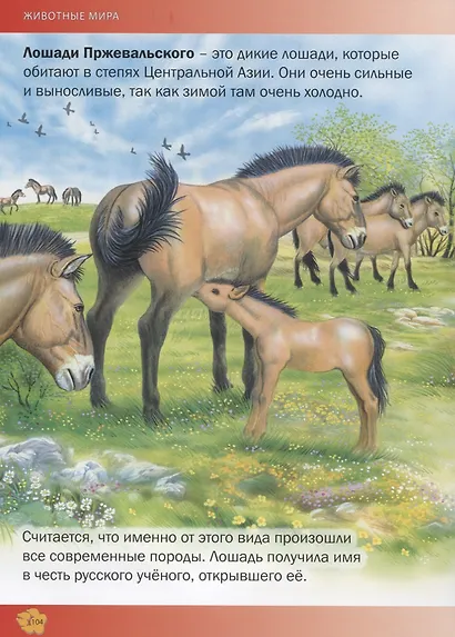 Животные мира.Энциклопедия для детей(МЕЛОВКА) - фото 4