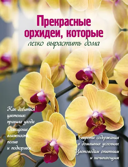 Прекрасные орхидеи, которые легко вырастить дома - фото 1