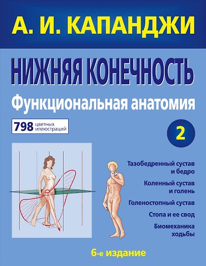 Нижняя конечность : Функциональная анатомия - фото 1