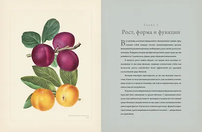 Ботаника для садоводов - фото 4