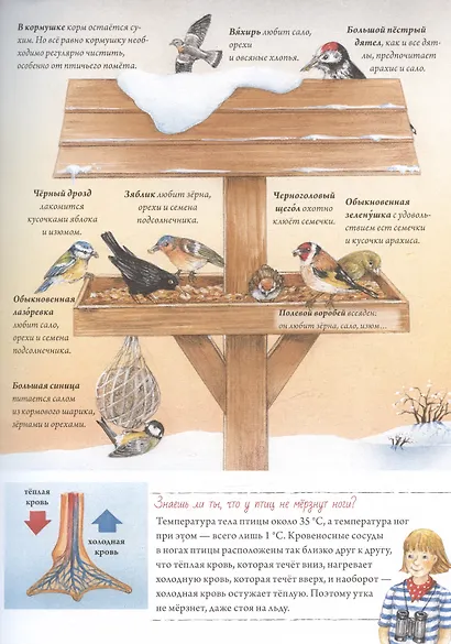 Книга о птицах. BIObook А. Толмачёва - фото 10