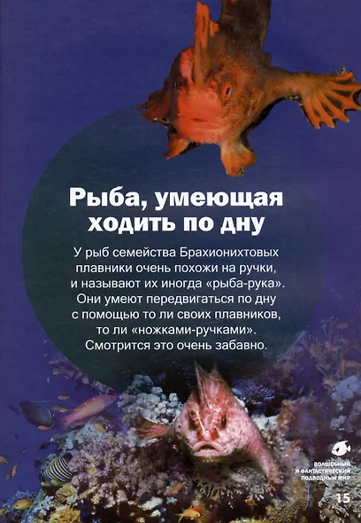 Волшебный и фантастический подводный мир - фото 5