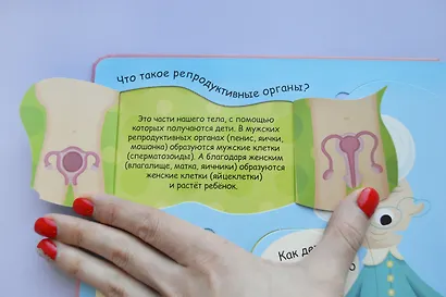 Волшебные окошки. Откуда берутся дети? - фото 6