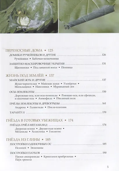 Пчелы, осы, пауки и другие строители - фото 3