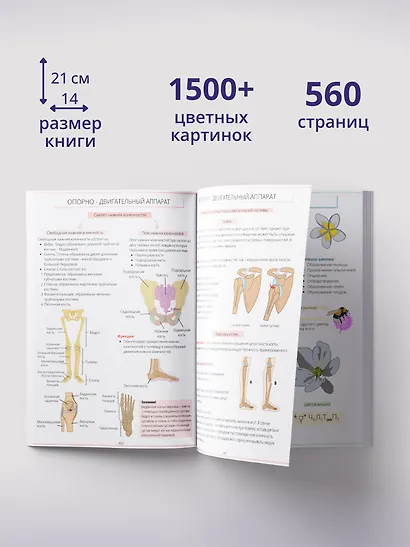 ОГЭ и ЕГЭ. Биология. Учебник - фото 4