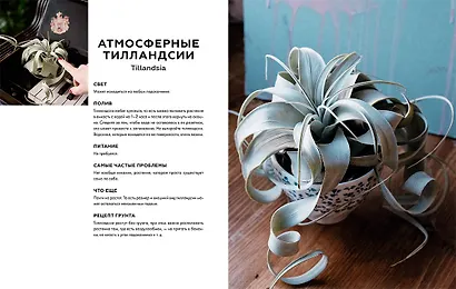 Поздравляю, у вас растение. Ты вырастишь дома джунгли, даже если все твои «бывшие» умерли - фото 5